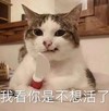 萌宠 猫星人 我看你是不想活了 威胁 搞怪 呆萌