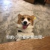 萌宠 汪星人 你的小可爱突然出现 我来了 搞怪 呆萌