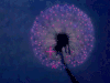 幻想曲 迪士尼 蒲公英