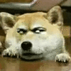 狗