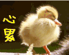 心累  伤心  小鸟