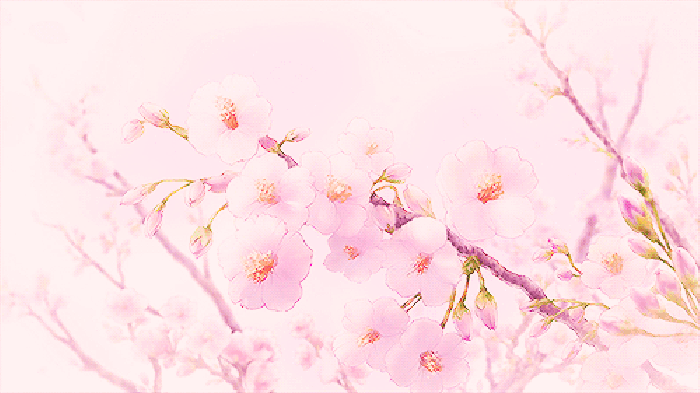 樱花 唯美 粉色 漂亮