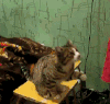 动物 小猫 搞笑 可爱
