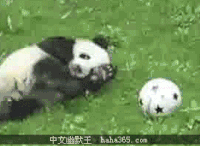 足球 体育 球类运动