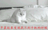 小猫 可爱 床 白色