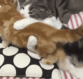 小猫 很可爱 一起玩 抱在一起