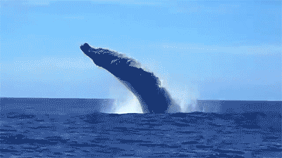 动物 鲸鱼 凶猛 五颜六色
