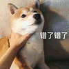 错了 柴犬 搞怪 搞怪 逗