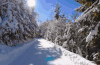 旅游 松树 纪录片 阿尔卑斯山脉 雪 风景
