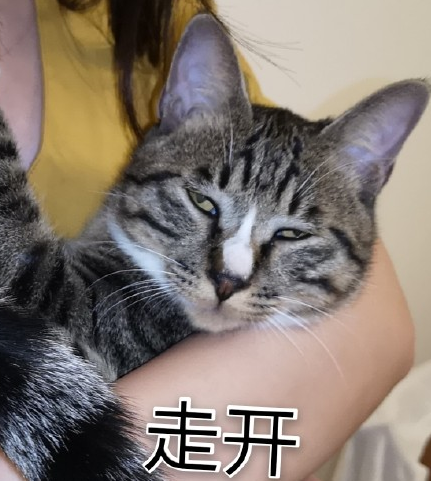 萌宠 可爱 喵星人 逗 文字表情包