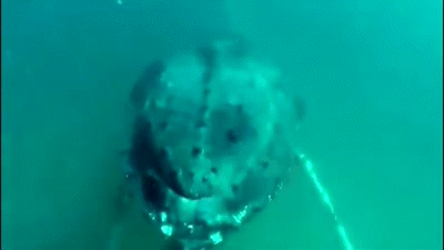 鲸鱼 海水 海底 泡泡