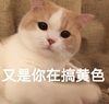 萌宠 猫星人 又是你在搞黄色 逮到你了 呆萌 可爱