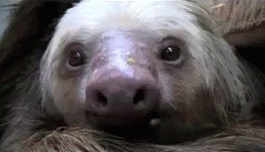 树懒 sloth 萌 疲倦