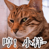哼 小样 猫 可爱 呆萌