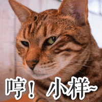 哼 小样 猫 可爱 呆萌