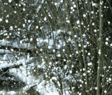 树枝 下雪 树挂 冬天