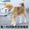 萌宠 汪星人 第一时间来到现场嘲笑 哈哈哈 呆萌 可爱