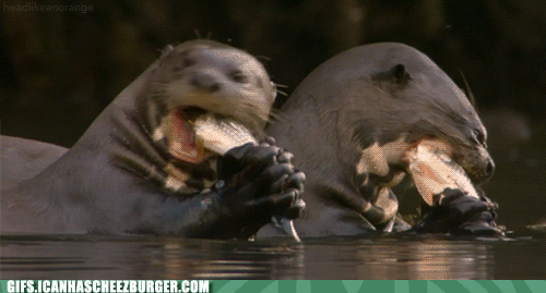 水獭 魔性 otter