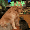 撩 摸头杀