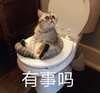 萌宠 喵星人 有事吗 好奇 呆萌 可爱