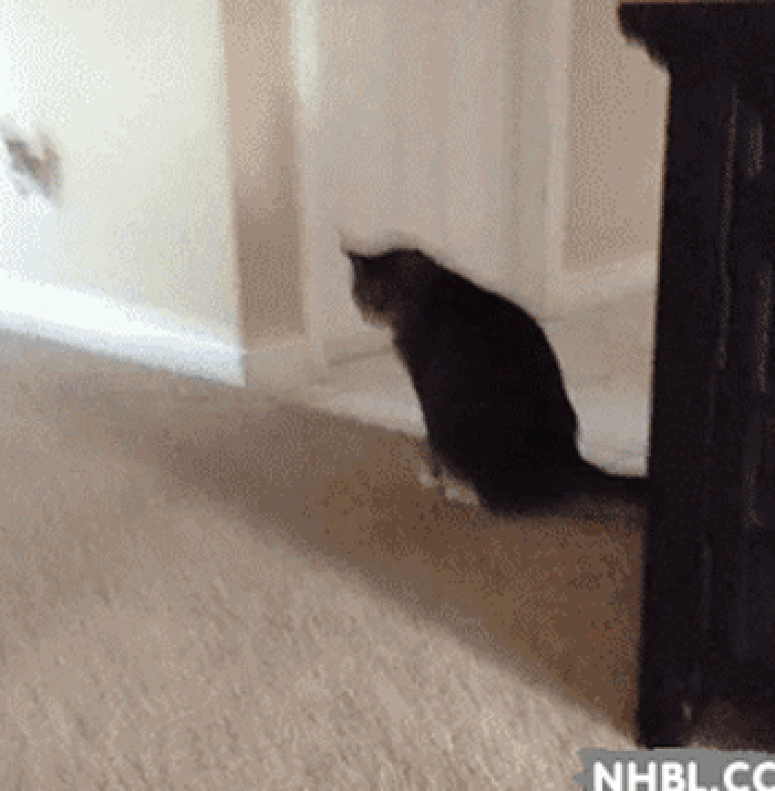 小猫 爬行 搞笑 地毯