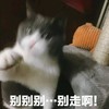 萌宠 喵星人 别走啊 我不想让你走 憨憨 可爱