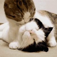 猫咪 舔 睡觉 胡子