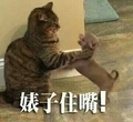 狗狗   猫咪   打架  婊子住嘴  搞笑