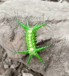 虫子 爬动 绿色 石头
