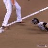 棒球 baseball 失误 受伤