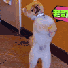 汪星人 可爱 萌宠 狗狗