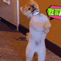 汪星人 可爱 萌宠 狗狗