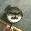 猫 搞怪 生气 凶