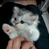 喵星人 折耳猫 可爱 小奶猫 萌宠 好痒