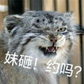 猫咪 凶狠 搞笑 雷人 斗图 妹砸 约吗