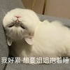 萌宠 猫星人 我好累 想要姐姐抱着睡 可怜 呆萌 可爱