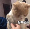 萌宠 猫星人 起开起开 走开 呆萌 可爱