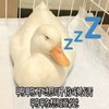 萌宠 鸭子 我不想听你说话 我想睡觉 呆萌 可爱
