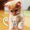 萌宠 猫星人 老公错了 道歉 呆萌 可爱