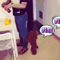 狗狗 萌宠 焦急 吃货