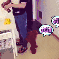 狗狗 萌宠 焦急 吃货