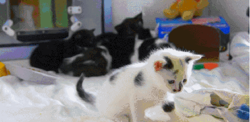 BBC 对猫的发现 猫咪 纪录片 猫仔