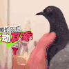 动物 萌 可爱