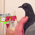 动物 萌 可爱