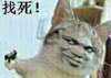 金馆长 猫咪 手枪 找死