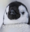 萌宠 企鹅 有脾气哒 生气了 呆萌 凶巴巴