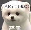 萌宠 汪星人 垮起个批脸 严肃 呆萌 可爱