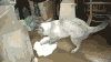 喵星人 囧 雷人 猫咪 萌宠 猫