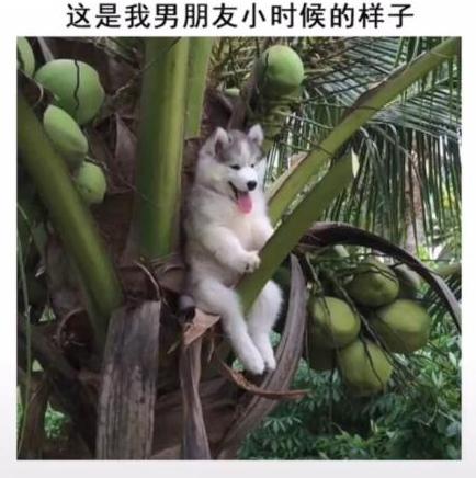 男朋友 汪星人 哈士奇 搞笑 萌宠