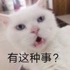 萌宠 猫星人 有这种事 好奇 呆萌 可爱